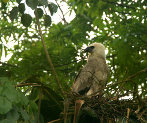 Juvenile Harpy Eagle spotted on the nest during a routine monitoring expedition in 2013. Photo by Kai Reed. 