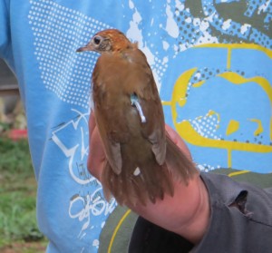 A Woodthrush with a new geolocator.