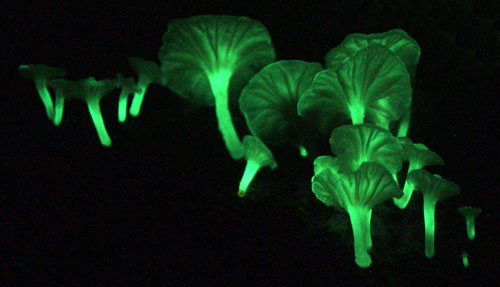 glowing-fungi-1