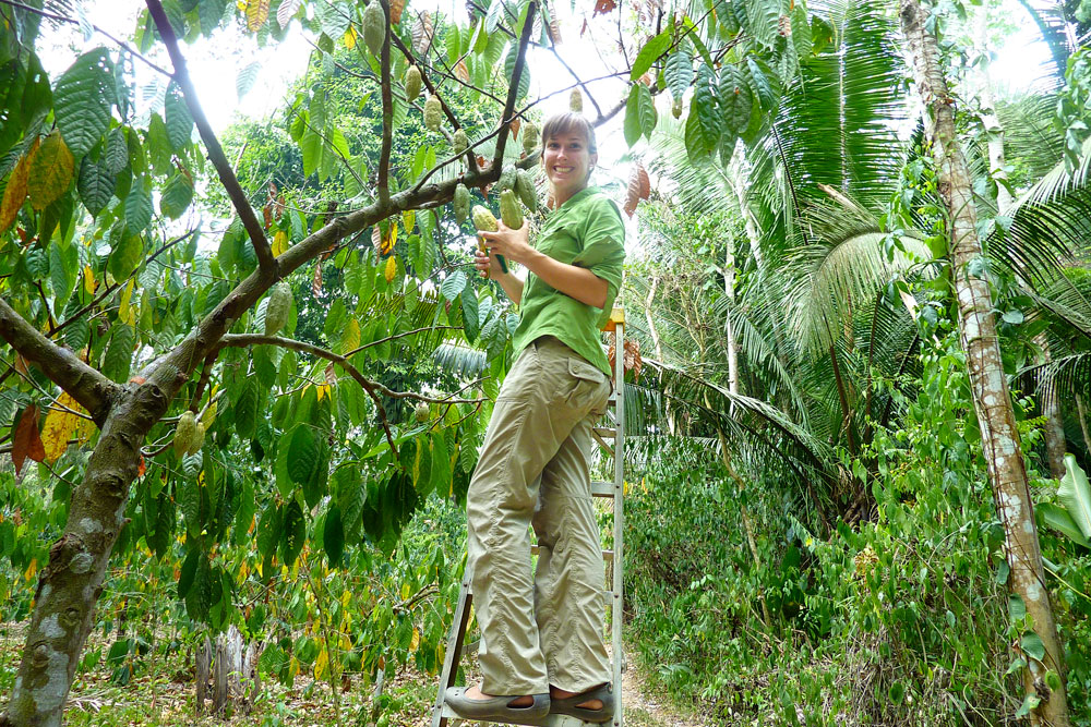 Gentry Mander picking cacao in Belize.