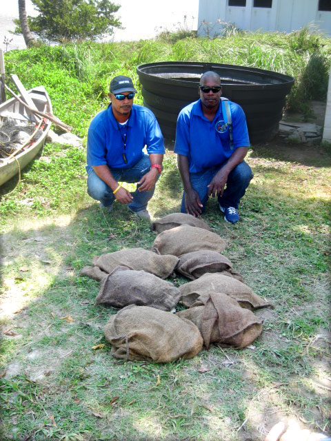 Belize Fisheries Officers with confiscated Hicatees.