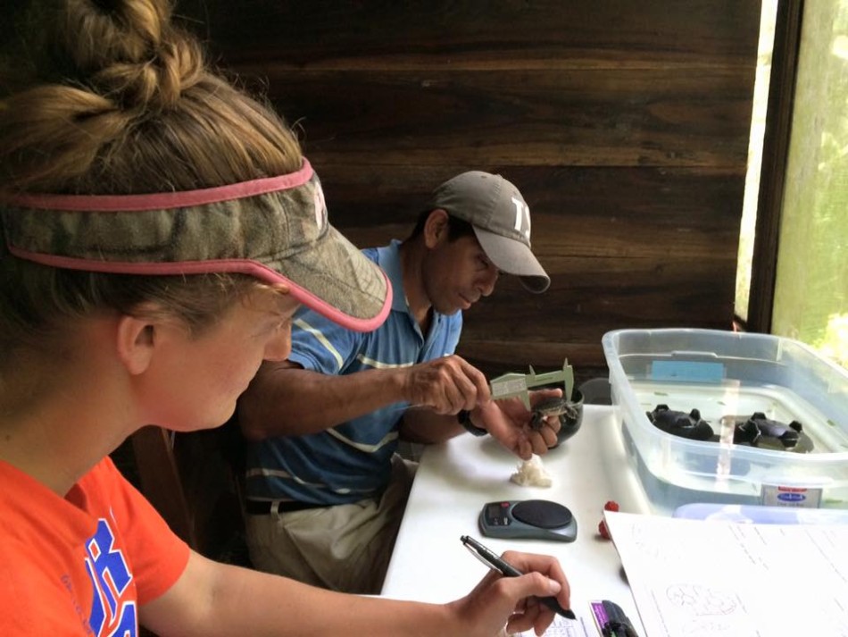 UF grad student, Nichole Bishop, and HCRC Manager, Tom Pop, collect weight and measurements