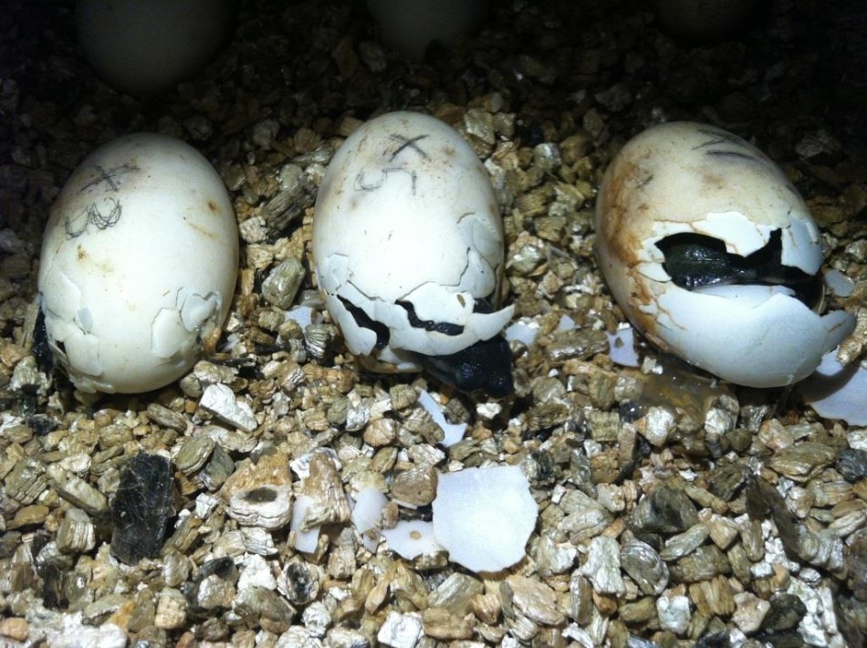 Seven eggs successfully hatched between June 14 and June 18.