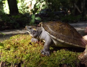 This Hicatee hatchling has is changing since birth - it has lost its egg tooth, the carapace is flattening, and the spots are fading. 