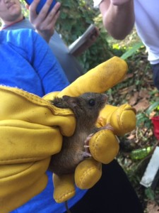 University of the Cumberlands students learn to extract small mammals from Sherman Traps as part of the small mammal community study.