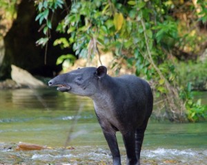 Tapir photographed in the Bladen River by James Abbott