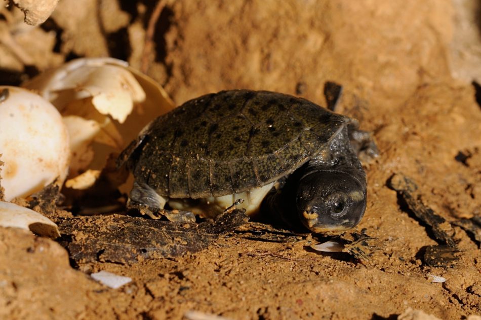 Hicatee hatchling by Carol Foster