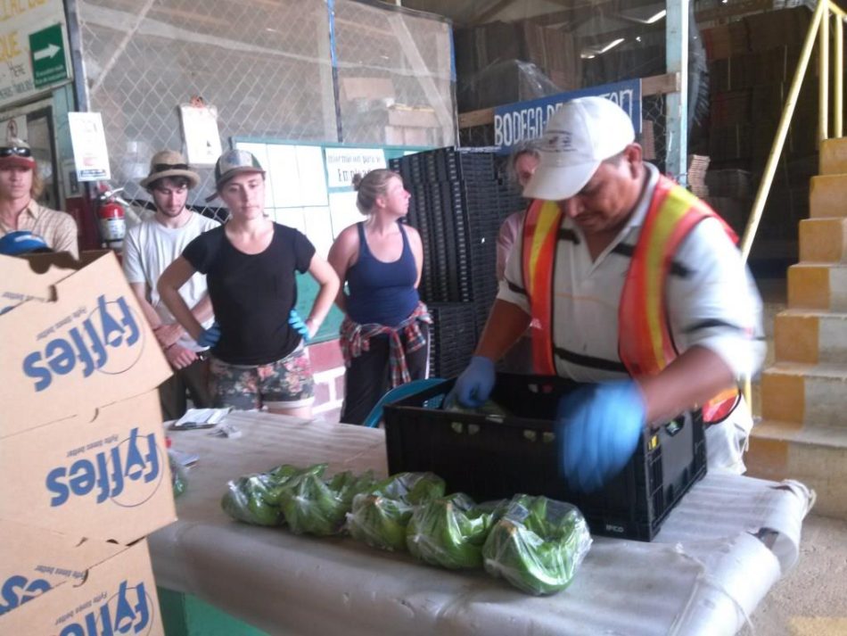 Sterling College visited the packing shed of a local banana farm 