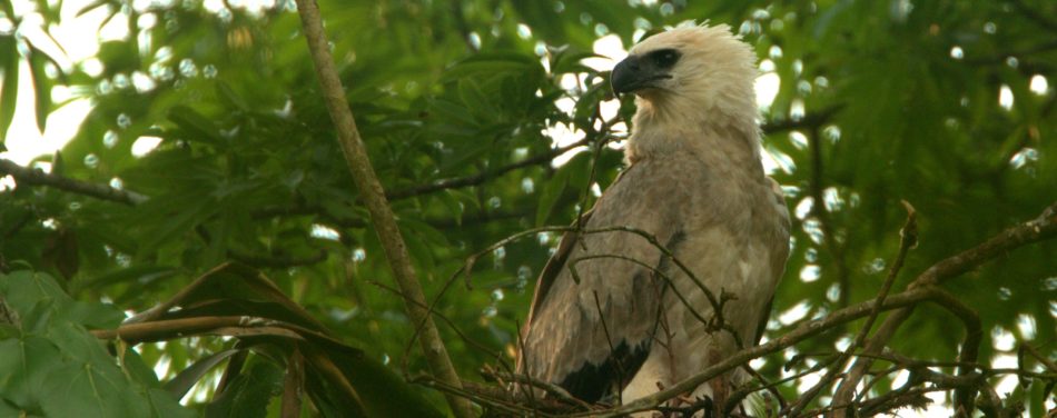 "Wings of Hope," a documentary film on Harpy Eagles in Belize, will be included in the Wildlife Vaasa Film Festival in Finland later this year.