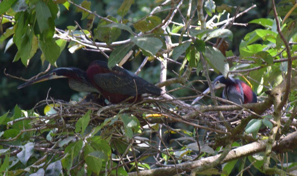 9 nests with adult Agami Herons were identified in September 2016. 5 fledglings and 4 eggs were also observed.