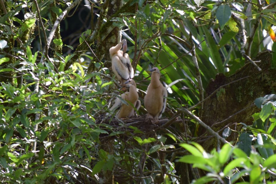 Juvenile Anhingas in a nest near 9 nests of Agami Herons in September 2016