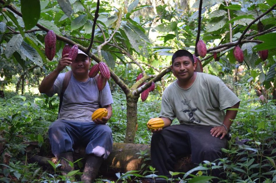 cacao agroforest