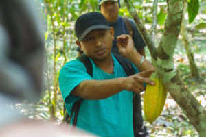 cacao in the rainforest