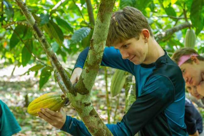 removing a cacao pod from the tree