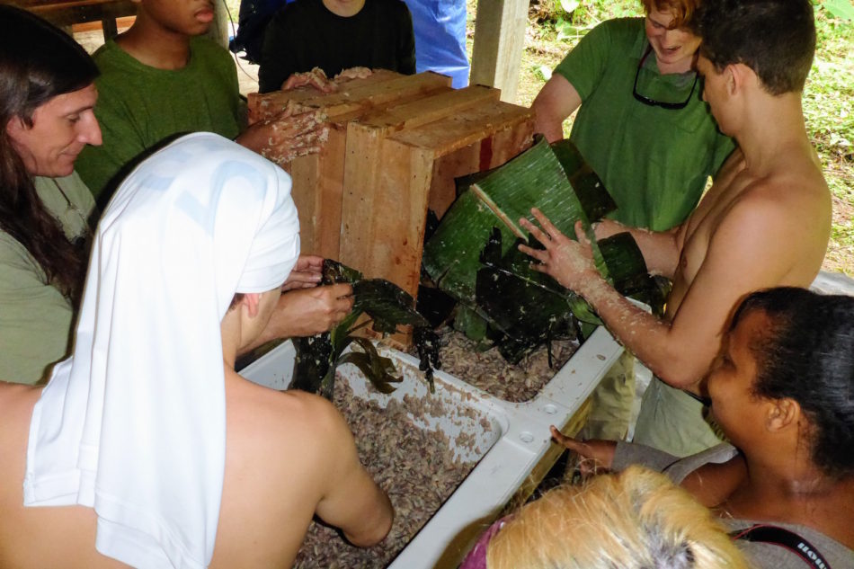 fermentation of cacao