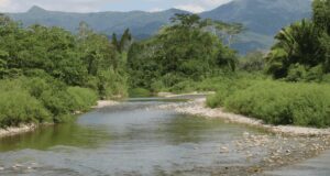 Picture of the Bladen River near BFREE featuring a river in the middle of the rainforest with mountains in the background, stones int he water, and green tropical plants all around.