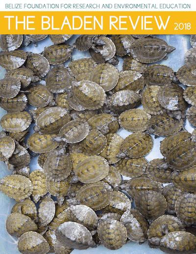 Saying goodbye to 55 Hicatee turtles