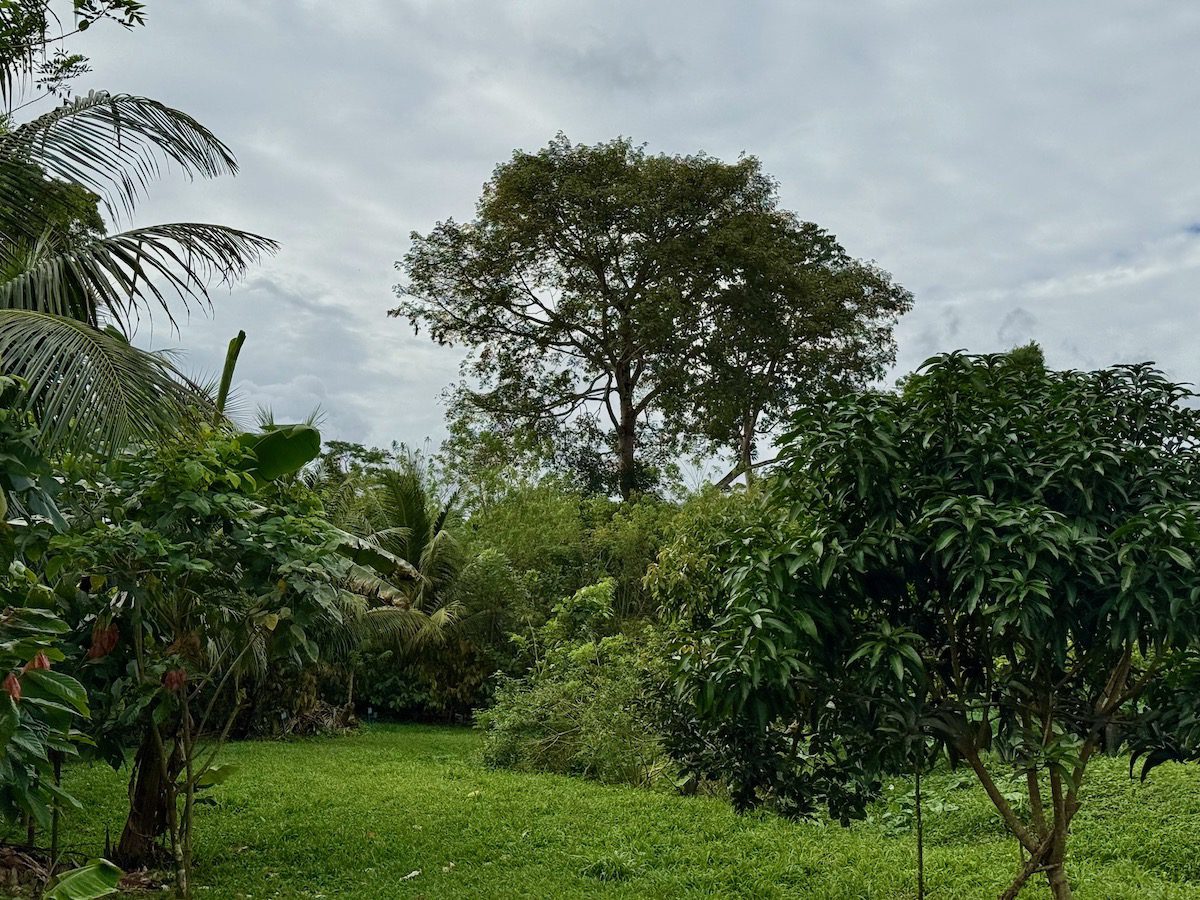 A large canopy tree in the agro-forestry cacao fields at BFREE.