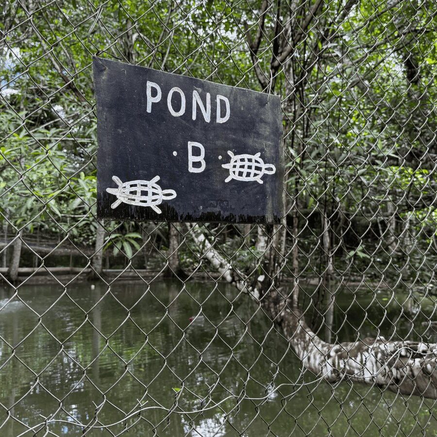 An image of pond B at the Hicatee Conservation & Research Center taken through a chainlink fence with a sign that says Pond B