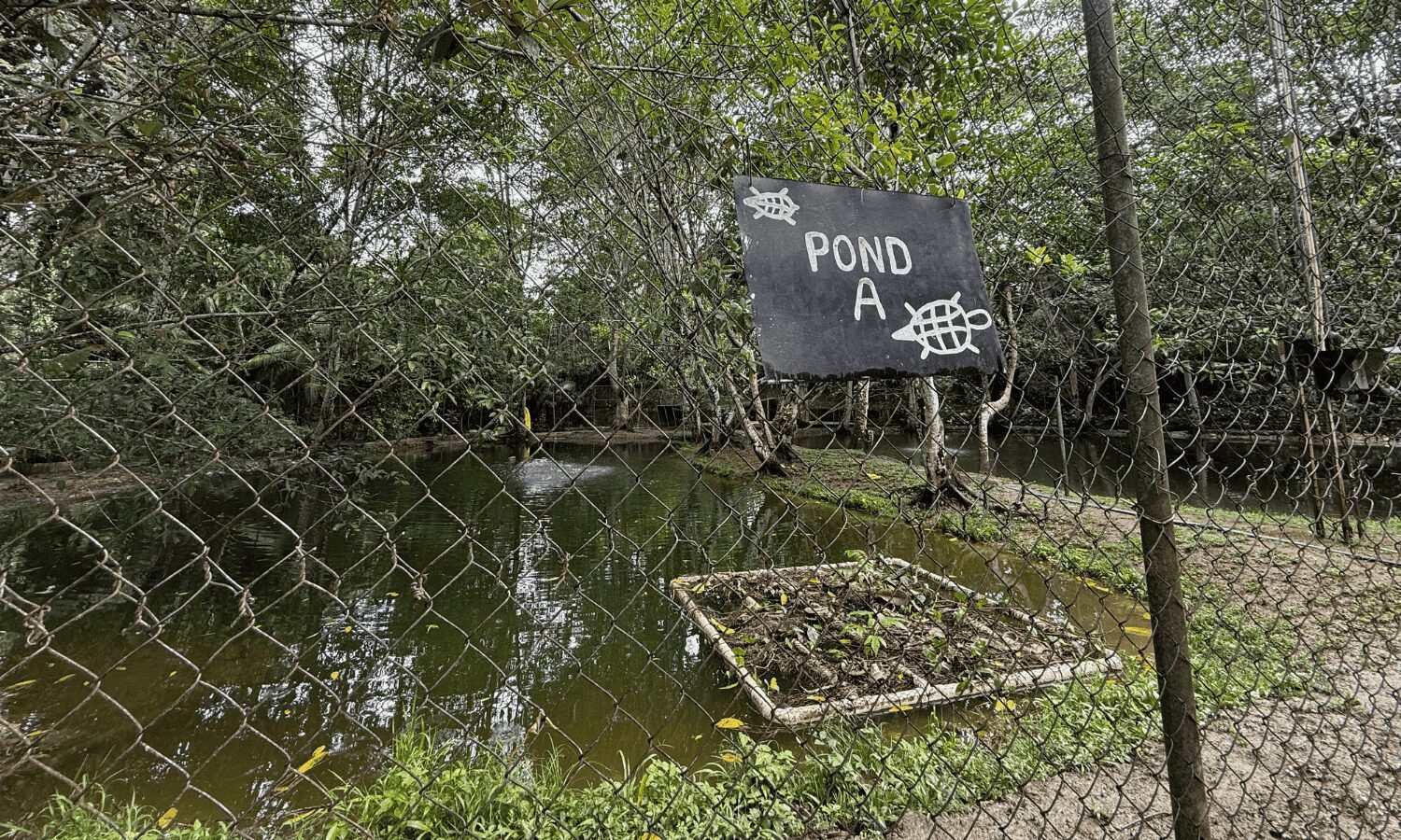A pond and floating island through a chain link fence with sign that says Pond A