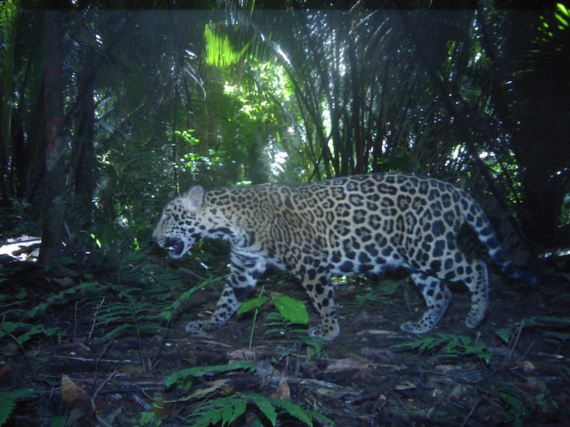 #CantiCam documents wildlife in the cacao agroforest