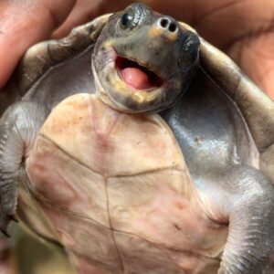 Every Turtle Has a Story: My Volunteer Experience with NAFTRG at BFREE