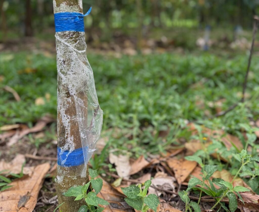 Creating Strong Rootstock for Heirloom Cacao