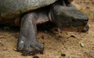 Re-wilding Hicatee into Belize’s rivers