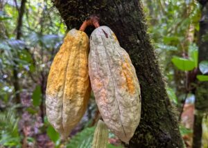 From Bean to Bar: BFREE’s cacao program bears fruit