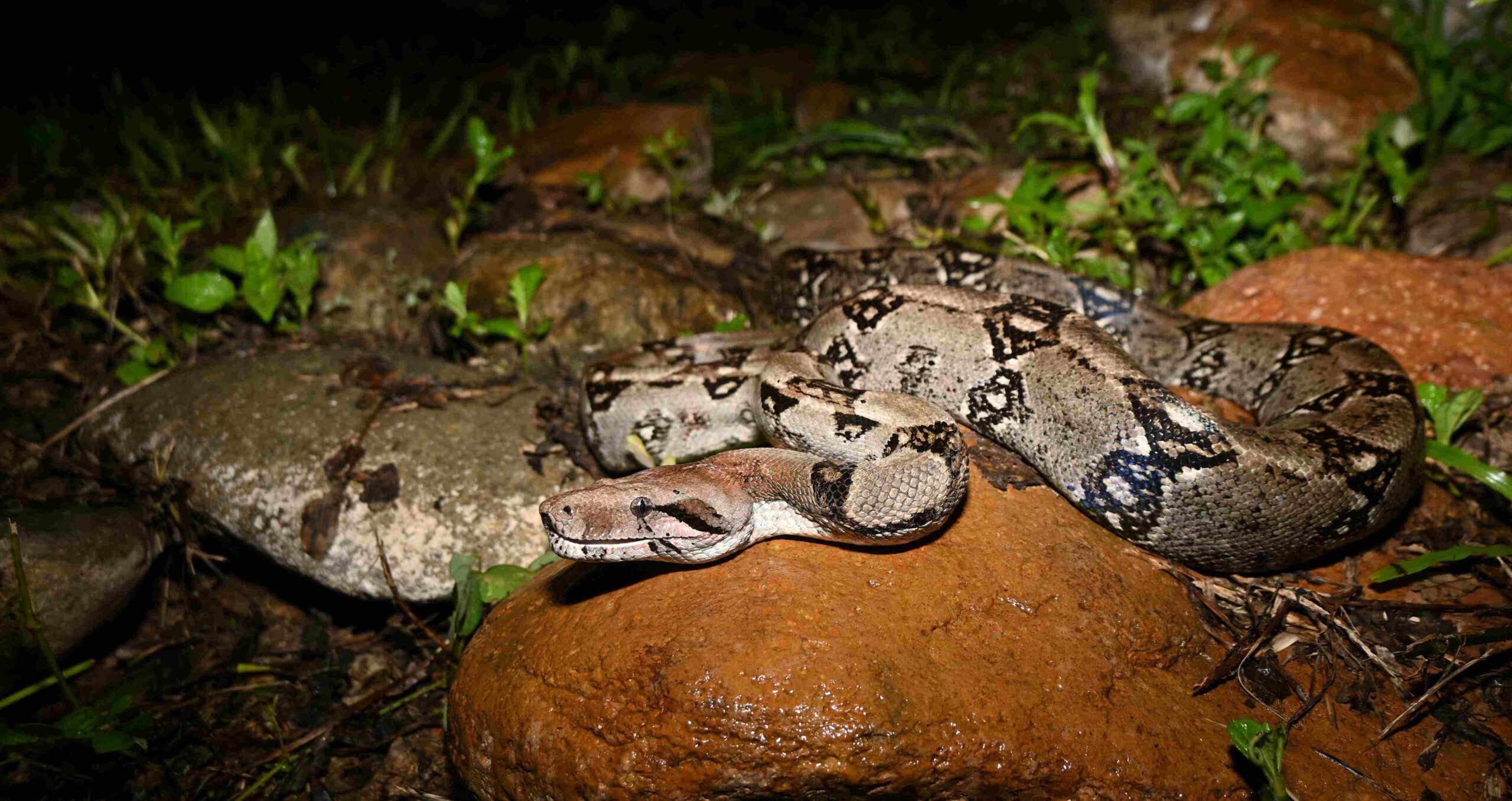 Boa constrictor