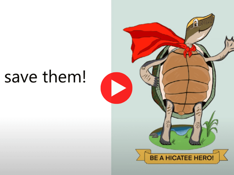 Image of turtle and the words "save them" for hicatee awareness month