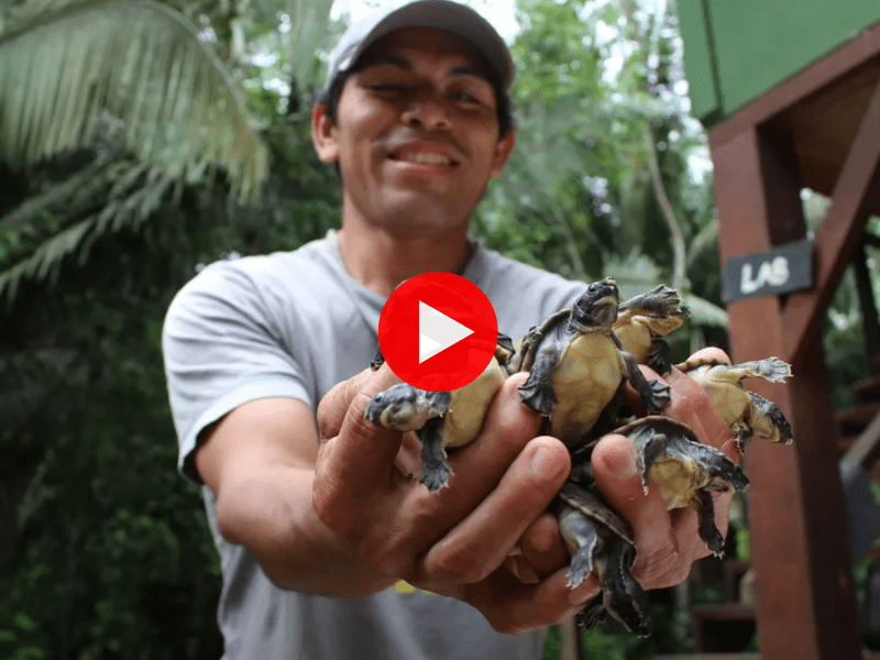 Hicatee Awareness Video 2