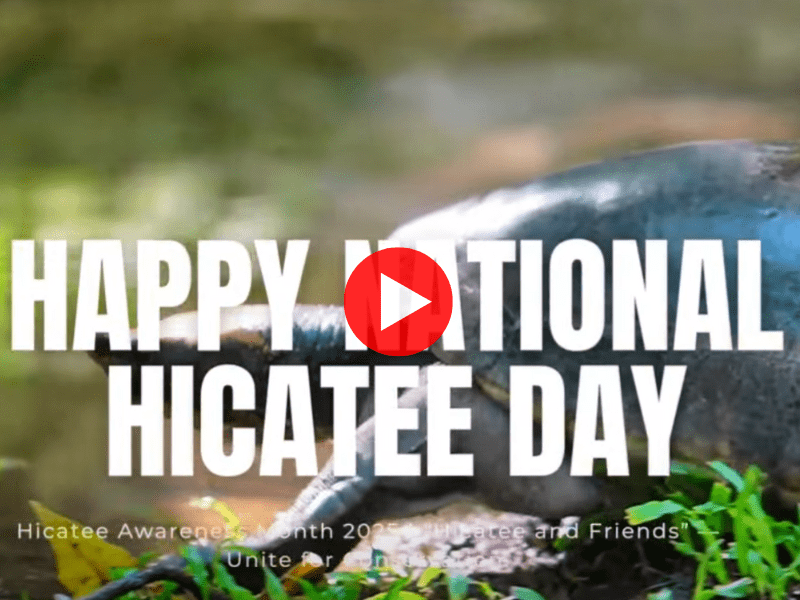 Hicatee Awareness Video 3