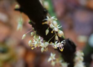 Pollination and Paternity Testing