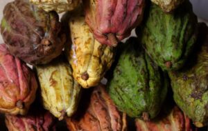 The Review Of Cacao Explorations and Germplasm Movements