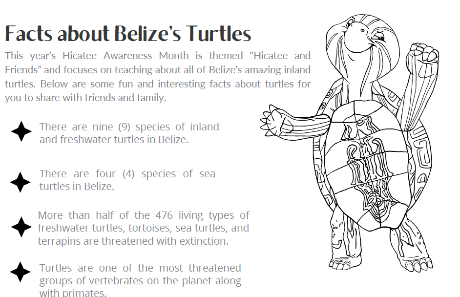 drawing of turtle with facts listed
