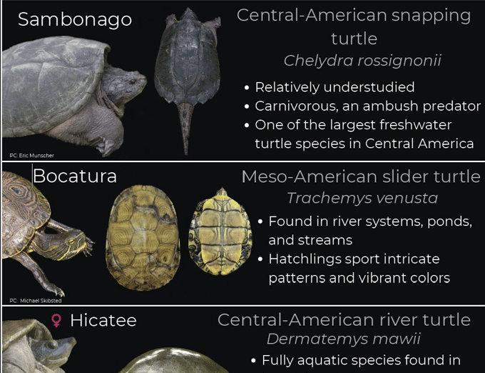 turtle identification guide