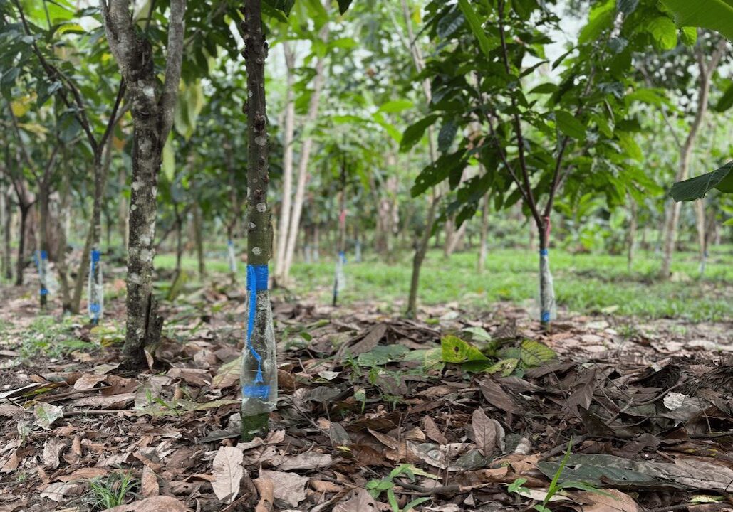 BFREE Cacao Fields with Grafting A grafted cacao tree in the cacao-agroforestry fields at BFREE
