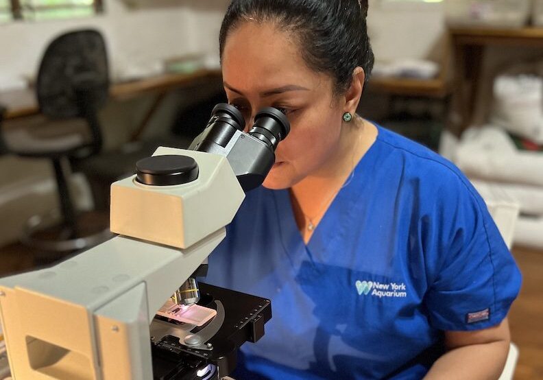 A researcher in a blue New York Aquarium shirt using a microscope in the rainforest lab at BFREE conducting research in Belize