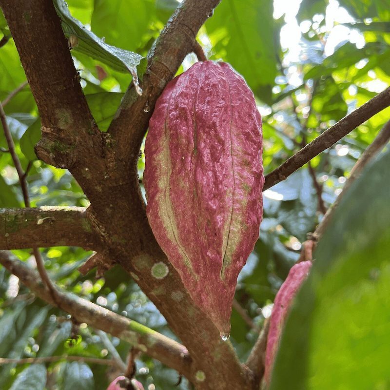 Cacao rainforest BFREE