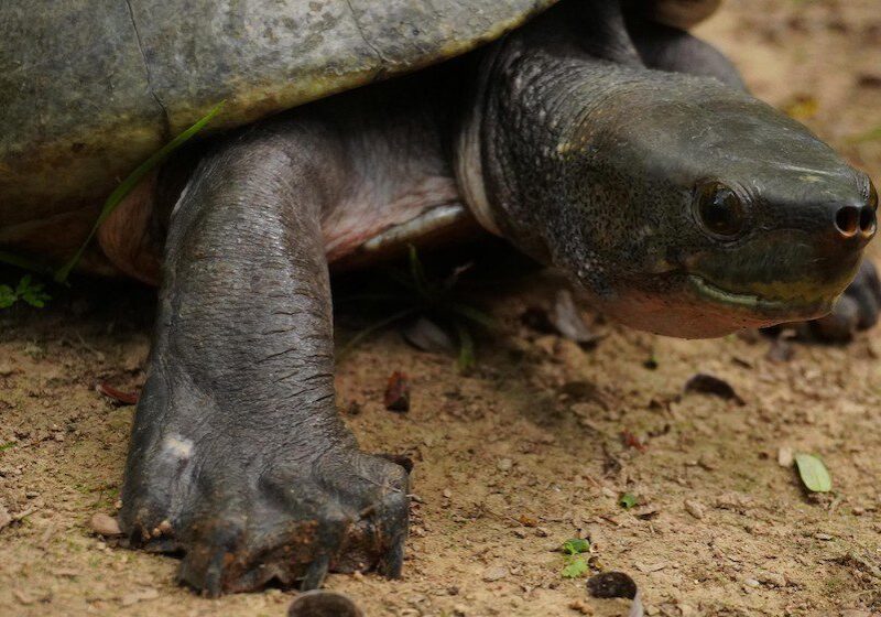 Hicatee Turtle close-up shot