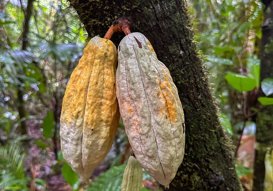 Cacao pods on tree