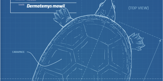 Blue print drawing of a turtle for book cover