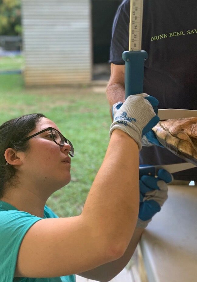 A woman volunteering at BFREE measuring a Hicatee turtle being held by another individual wearing a drink beer save turtles shirt