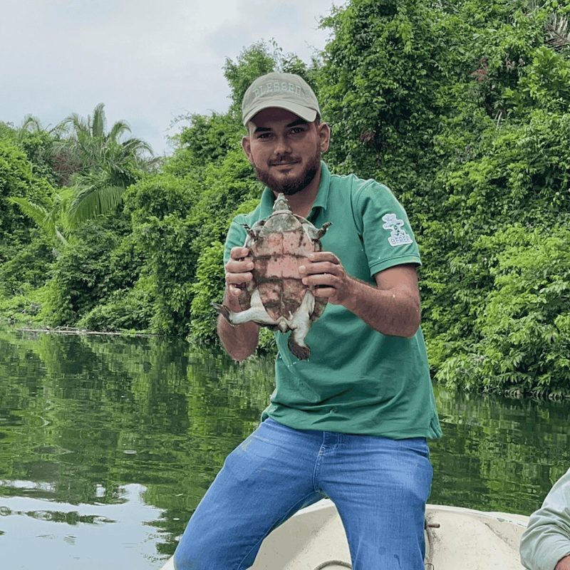 Hicatee Turtle Shot A male fellow at BFREE holds a Hicatee River Turtle with the bottom of it's shell facing the camera.