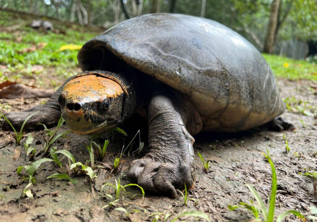 large turtle with a yellow head and gray body on the ground