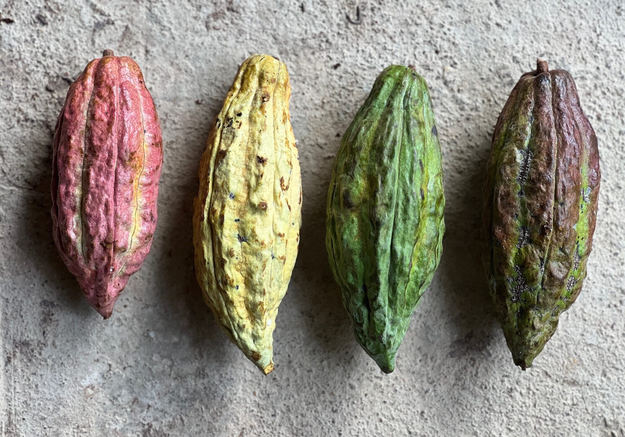 Criollo cacao Four cacao pods in varying colors displaying the four unique phenotypes