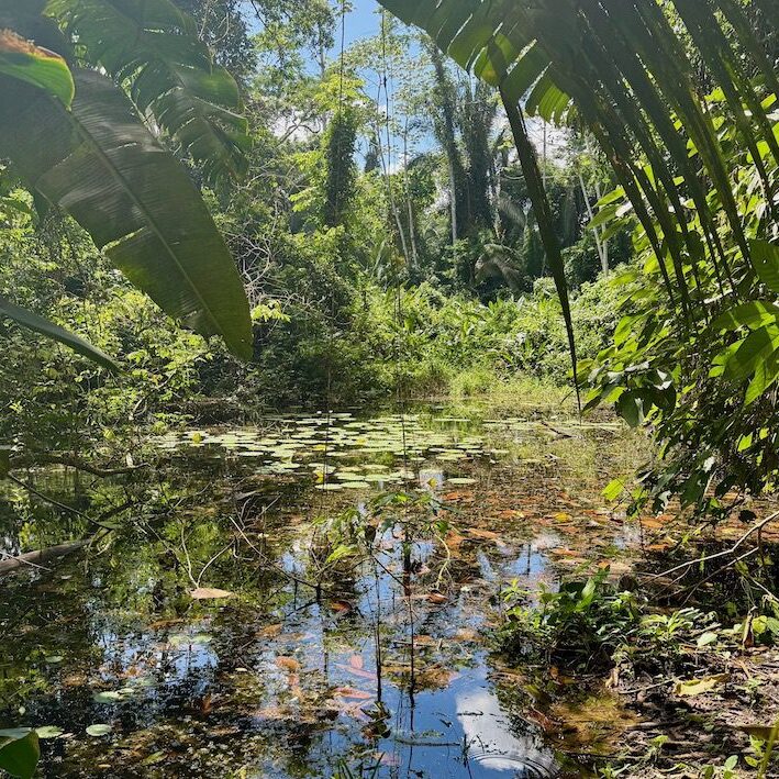 Rainforest Hike Belize Foundation for Research and Environmental Education