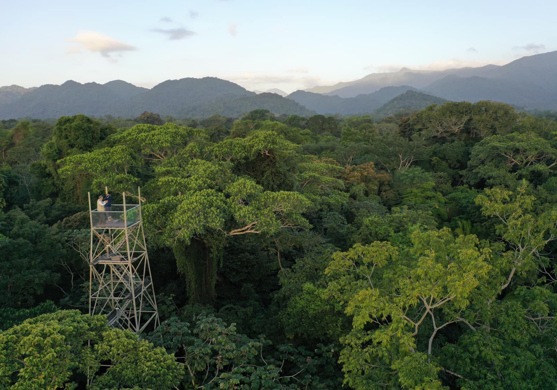 Rainforest Observation Tower Rainforest Observation Tower