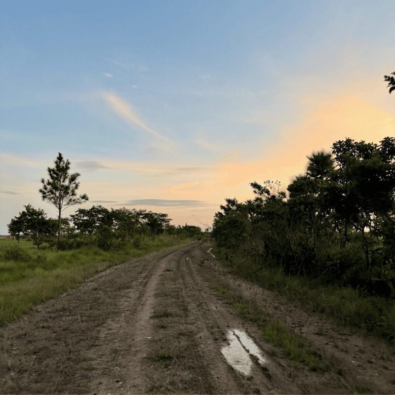 Road through Belizean Plains